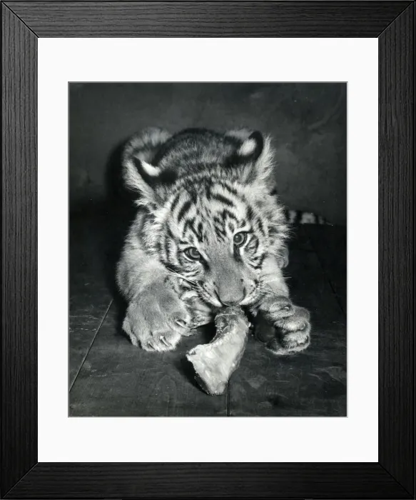 Framed Print : Chipperfields Circus - Tiger - Kumar Framed Print : Chipperfields Circus - Tiger - Kumar
