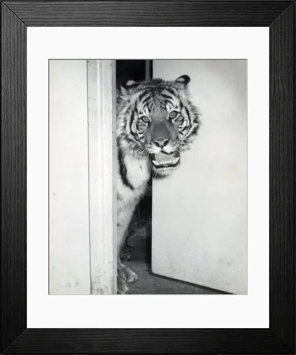 Framed Print : Chipperfields Circus - Tiger - Kumar Framed Print : Chipperfields Circus - Tiger - Kumar