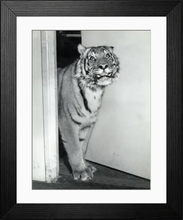 Framed Print : Chipperfields Circus - Tiger - Kumar Framed Print : Chipperfields Circus - Tiger - Kumar