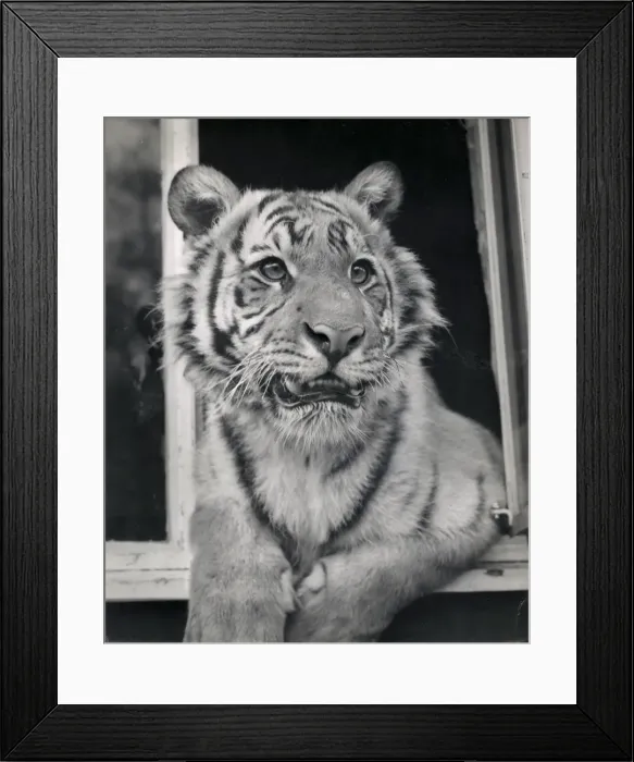 Framed Print : Chipperfields Circus - Tiger - Kumar Framed Print : Chipperfields Circus - Tiger - Kumar
