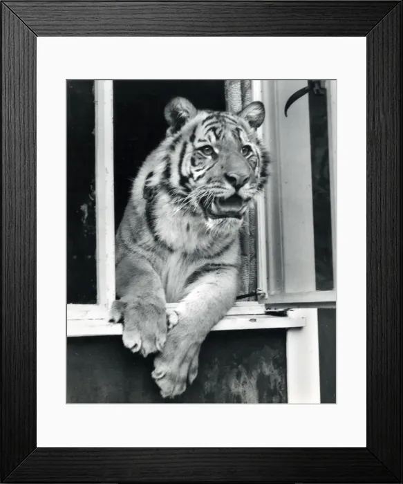 Framed Print : Chipperfields Circus - Tiger - Kumar Framed Print : Chipperfields Circus - Tiger - Kumar