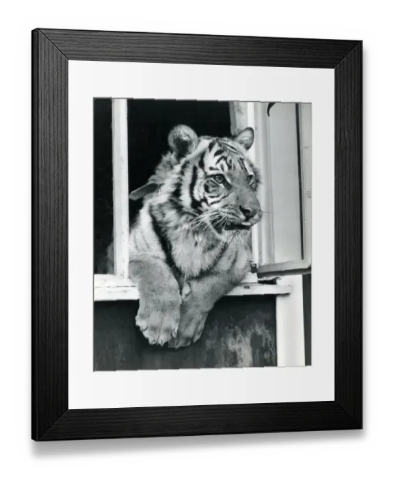 Framed Print : Chipperfields Circus - Tiger - Kumar Framed Print : Chipperfields Circus - Tiger - Kumar