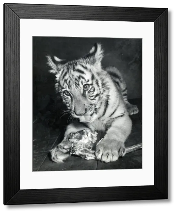 Framed Print : Chipperfields Circus - Tiger - Kumar Framed Print : Chipperfields Circus - Tiger - Kumar