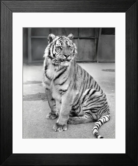 Framed Print : Chipperfields Circus - Tiger - Kumar Framed Print : Chipperfields Circus - Tiger - Kumar