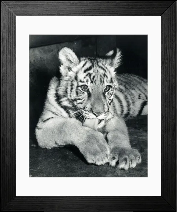Framed Print : Chipperfields Circus - Tiger - Kumar Framed Print : Chipperfields Circus - Tiger - Kumar