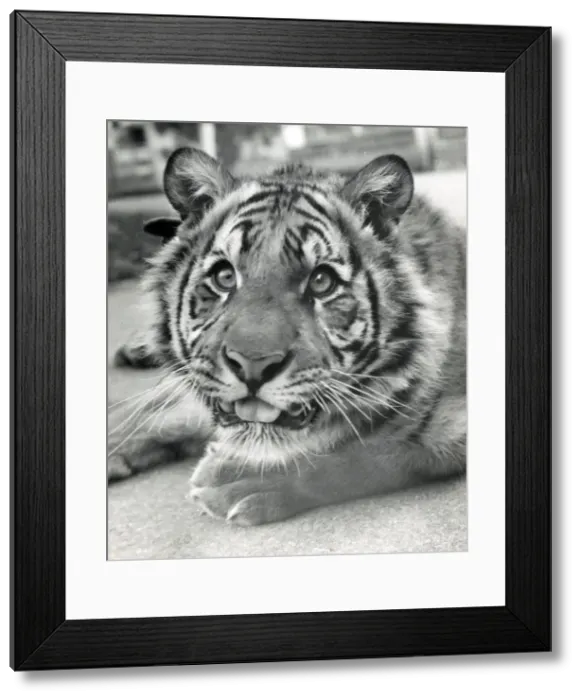Framed Print : Chipperfields Circus - Tiger - Kumar Framed Print : Chipperfields Circus - Tiger - Kumar
