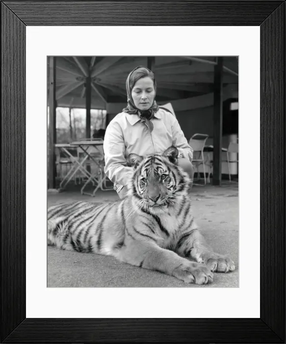 Framed Print : Chipperfields Circus - Tiger - Kumar Framed Print : Chipperfields Circus - Tiger - Kumar