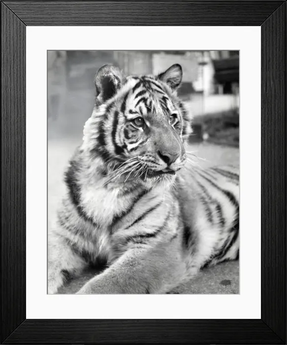 Framed Print : Chipperfields Circus - Tiger - Kumar Framed Print : Chipperfields Circus - Tiger - Kumar