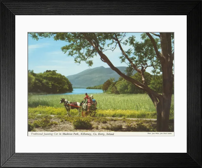 Framed Print : Traditional Jaunting Car in Muckross Park, Killarney Framed Print : Traditional Jaunting Car in Muckross Park, Killarney
