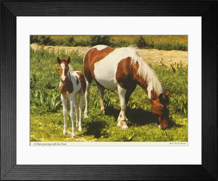 Framed Print : A Mare grazing with her Foalby M. H. Downes Framed Print : A Mare grazing with her Foalby M. H. Downes