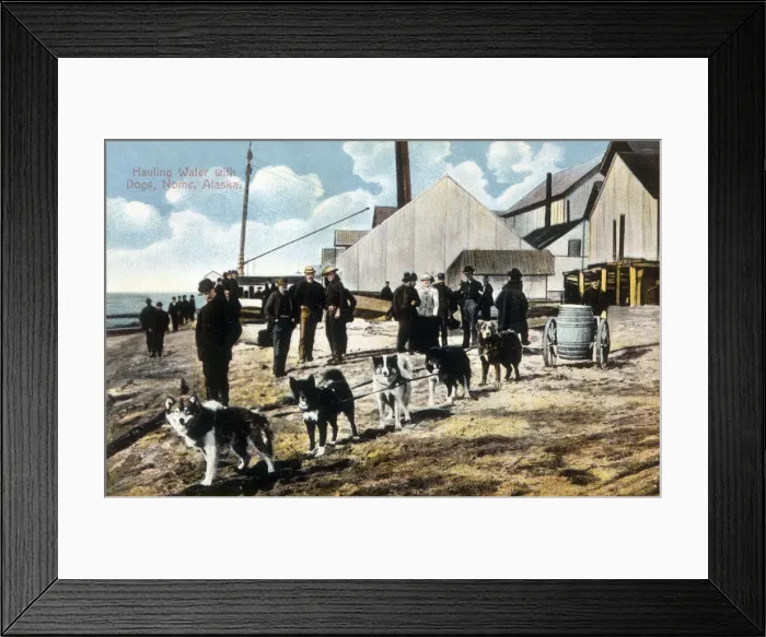 Framed Print : A team of huskies haul water at Nome, Alaska. Date: 1910 Framed Print : A team of huskies haul water at Nome, Alaska. Date: 1910