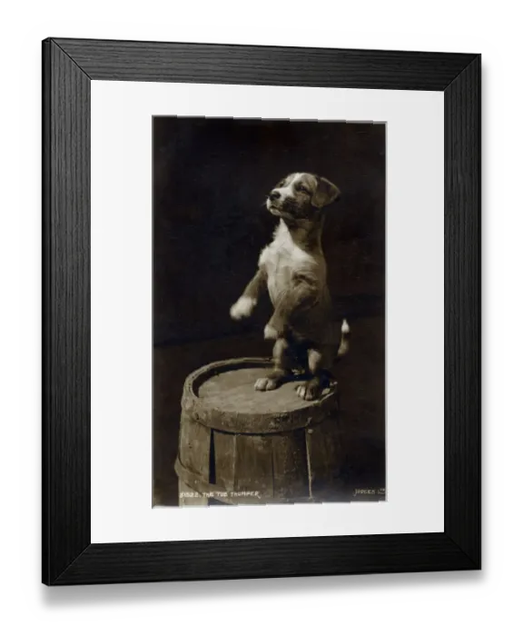 Framed Print : The Tub Thumper - a small Jack Russell terrier puppy rears up expectantly on hind legs Framed Print : The Tub Thumper - a small Jack Russell terrier puppy rears up expectantly on hind legs