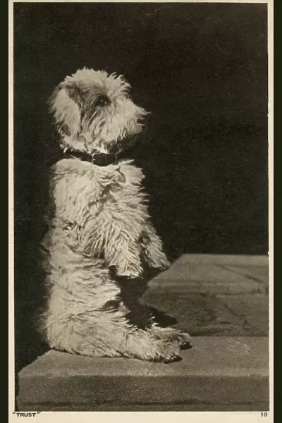 Trust - A Glen of Imaal Terrier demonstrating the Glen Sit. Date: 1942
