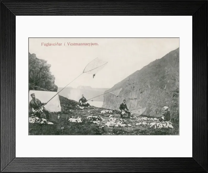 Framed Print : Westman Islands, Iceland - Puffin Catching. Date: circa 1903 Framed Print : Westman Islands, Iceland - Puffin Catching. Date: circa 1903