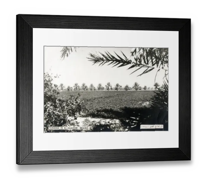 Framed Print : Farming in Buraydah, the capital of Al-Qassim Region in north-central Saudi Arabia Framed Print : Farming in Buraydah, the capital of Al-Qassim Region in north-central Saudi Arabia