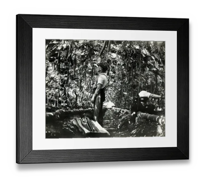 Framed Print : Gathering the cucumber harvest, Esher, Surrey. Although cucumbers often grow along Framed Print : Gathering the cucumber harvest, Esher, Surrey. Although cucumbers often grow along