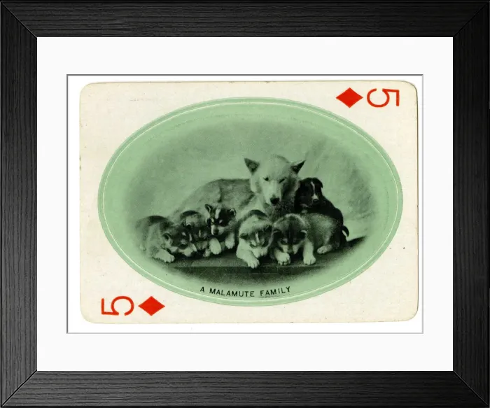 Framed Print : A Malamute Family Framed Print : A Malamute Family