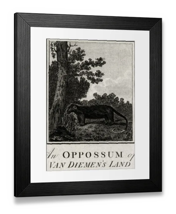 Framed Print : An Oppossum of Van Diemens Land, Tasmania Framed Print : An Oppossum of Van Diemens Land, Tasmania
