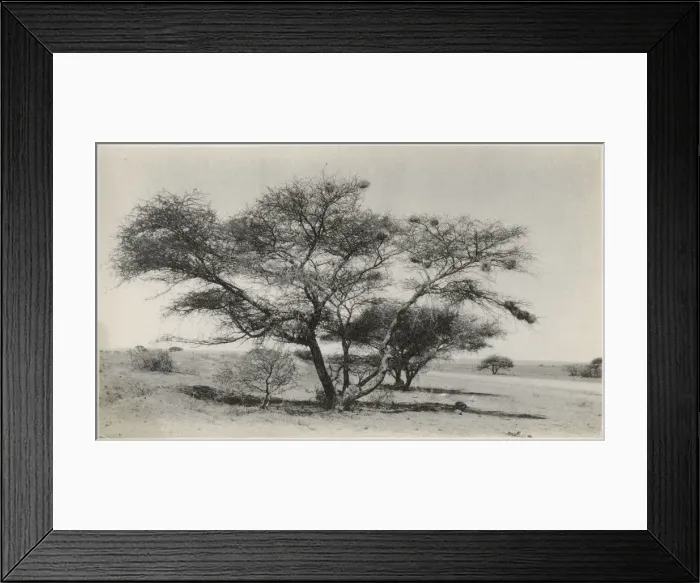Framed Print : Kimberley, South Africa - Marula Tree Date: circa 1920s Framed Print : Kimberley, South Africa - Marula Tree Date: circa 1920s