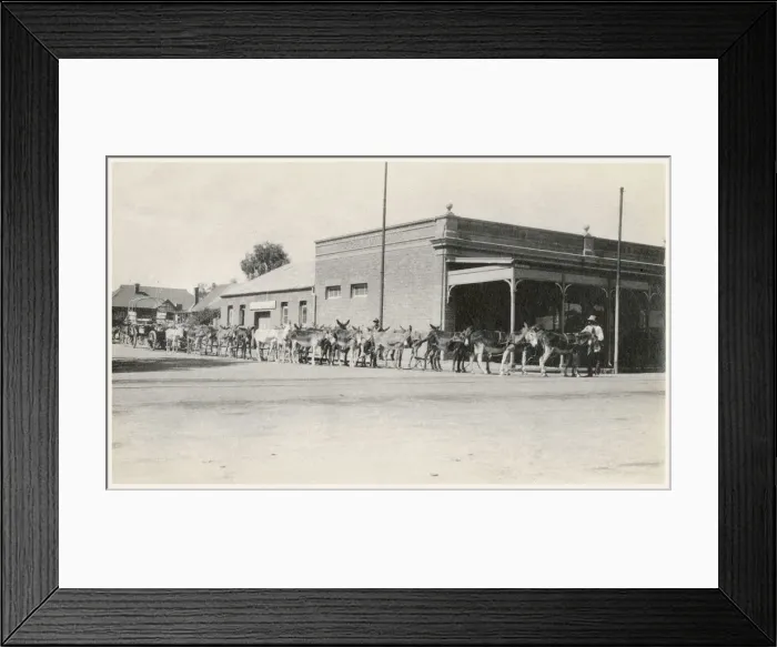 Framed Print : Kimberley, South Africa - Mule Train, pulled by 22 (I think!) mules Framed Print : Kimberley, South Africa - Mule Train, pulled by 22 (I think!) mules
