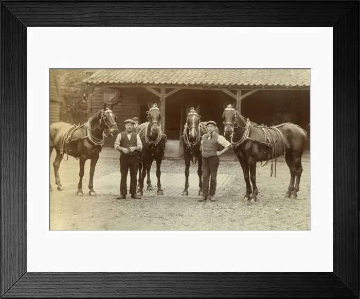 Framed Print : Two stable grooms with four beautiful carriage horses Framed Print : Two stable grooms with four beautiful carriage horses
