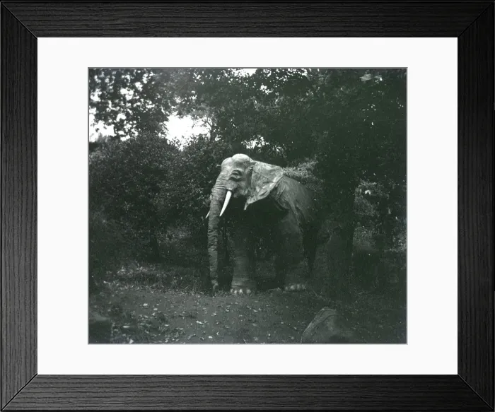 Framed Print : Southend - Never Never Land - Jumbo Framed Print : Southend - Never Never Land - Jumbo
