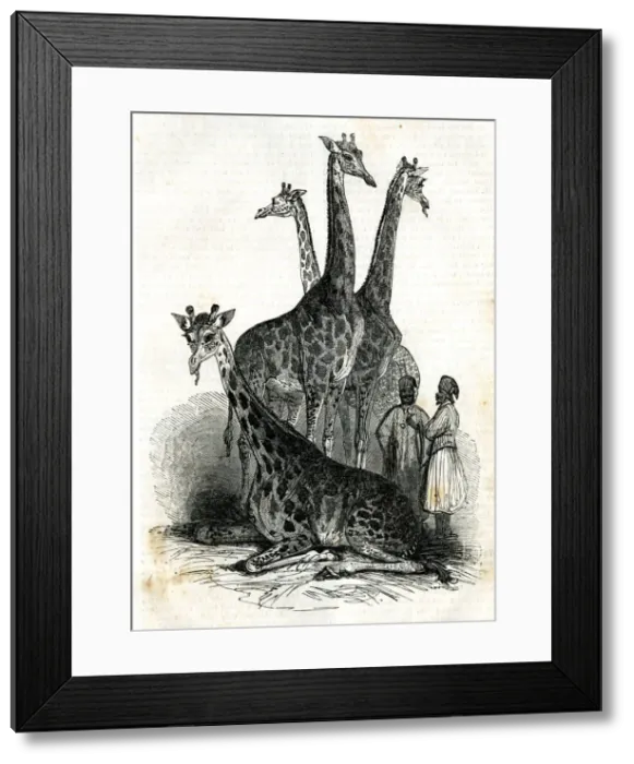Framed Print : Giraffes at London Zoo, Regents Park - The Mirror magazine Framed Print : Giraffes at London Zoo, Regents Park - The Mirror magazine