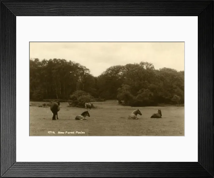 Framed Print : Ponies, New Forest, Lyndhurst, Hampshire, England Framed Print : Ponies, New Forest, Lyndhurst, Hampshire, England