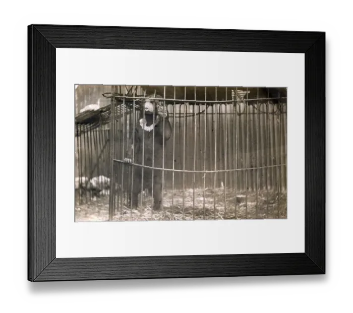 Framed Print : The Captured Black Bear Framed Print : The Captured Black Bear