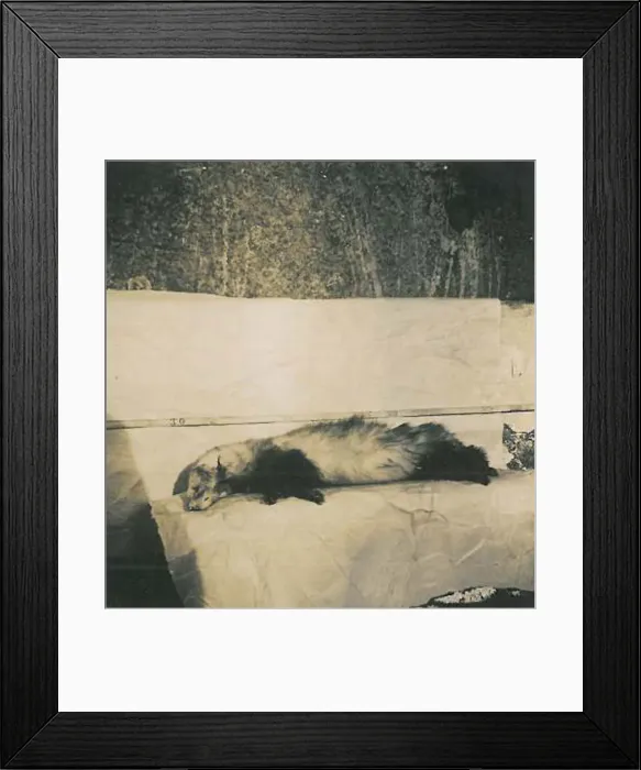 Framed Print : 13127922 Framed Print : 13127922