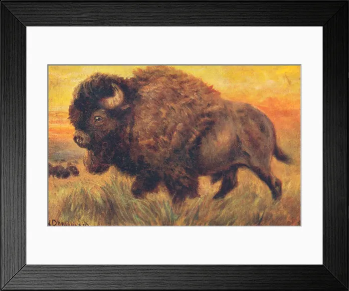 Framed Print : Buffalo from a postcard series entitled In the Rocky Mountains Framed Print : Buffalo from a postcard series entitled In the Rocky Mountains