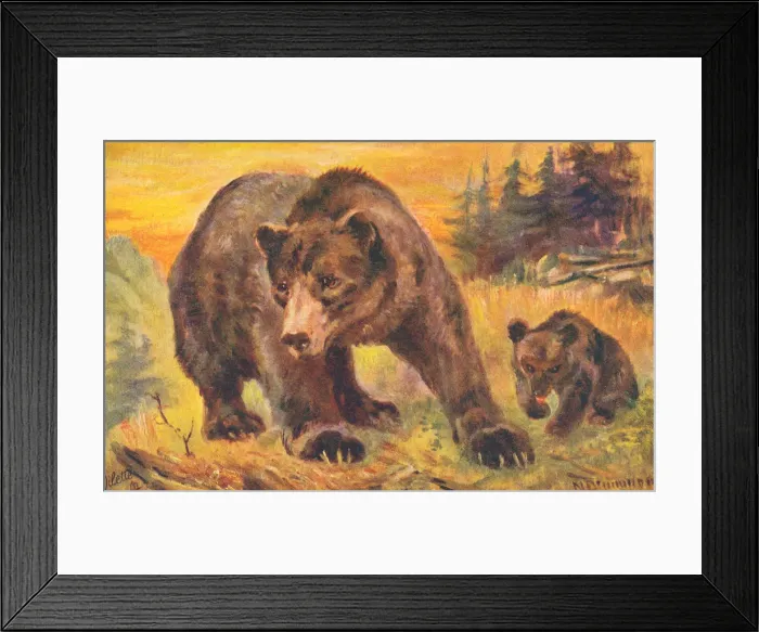 Framed Print : Grizzly Bear Framed Print : Grizzly Bear