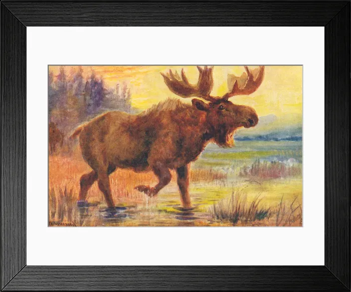 Framed Print : Moose. Buffalo from a postcard series entitled In the Rocky Mountains Framed Print : Moose. Buffalo from a postcard series entitled In the Rocky Mountains