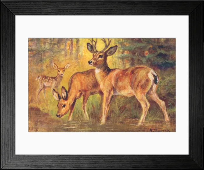 Framed Print : Mule Deer. Buffalo from a postcard series entitled In the Rocky Mountains Framed Print : Mule Deer. Buffalo from a postcard series entitled In the Rocky Mountains