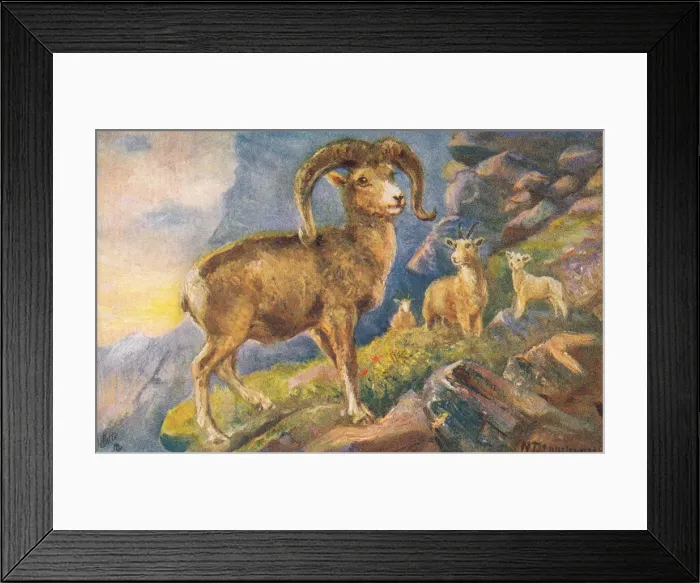 Framed Print : Sheep. Buffalo from a postcard series entitled In the Rocky Mountains Framed Print : Sheep. Buffalo from a postcard series entitled In the Rocky Mountains