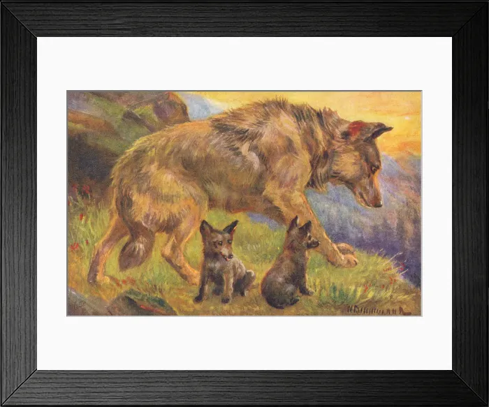 Framed Print : Wolf. Buffalo from a postcard series entitled In the Rocky Mountains Framed Print : Wolf. Buffalo from a postcard series entitled In the Rocky Mountains