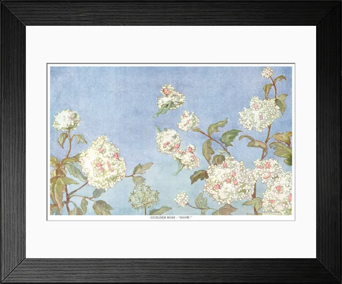 Framed Print : Fairyland. Guelder Rose - Snow. The language of fairies and plants Framed Print : Fairyland. Guelder Rose - Snow. The language of fairies and plants