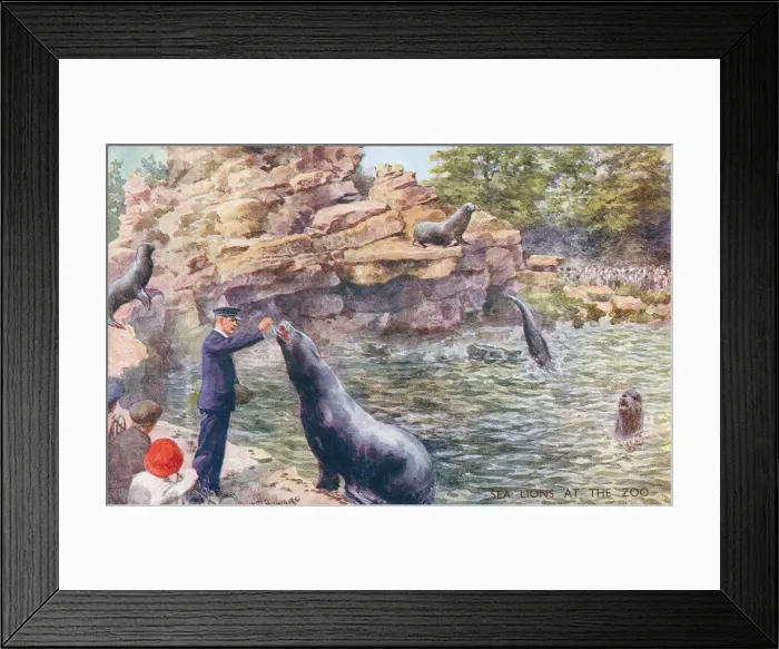 Framed Print : Sea Lions. Feeding sealions at the zoo. Artist: CT Howard. Date: circa 1920 Framed Print : Sea Lions. Feeding sealions at the zoo. Artist: CT Howard. Date: circa 1920