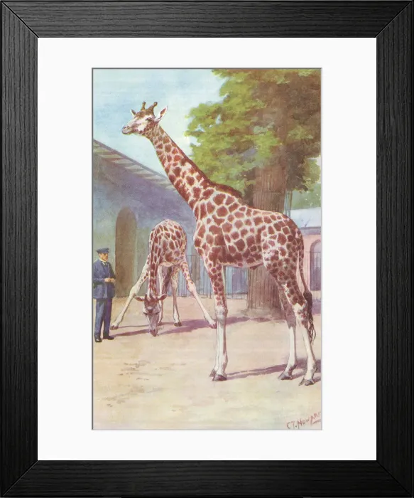 Framed Print : Giraffes at the zoo. Artist: CT Howard. Date: circa 1920 Framed Print : Giraffes at the zoo. Artist: CT Howard. Date: circa 1920