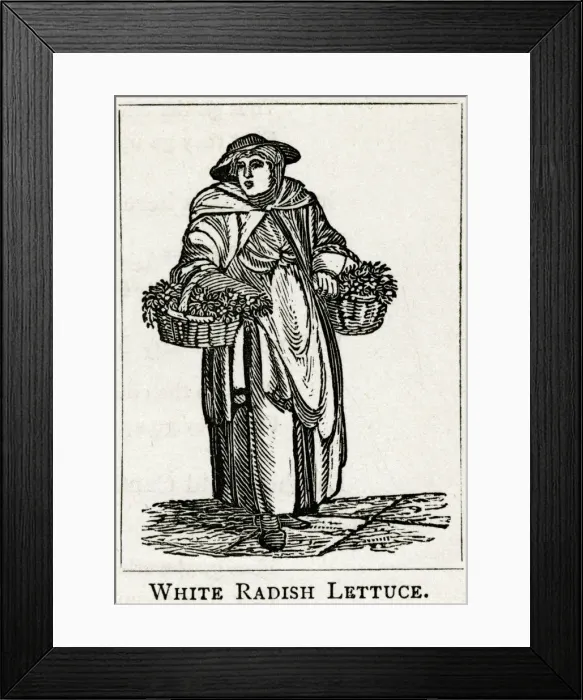 Framed Print : Street trade - white radish hard lettuce and onions Framed Print : Street trade - white radish hard lettuce and onions