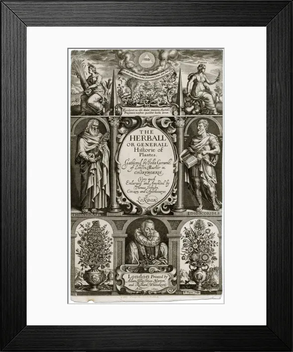 Framed Print : Gerards Herbal Framed Print : Gerards Herbal