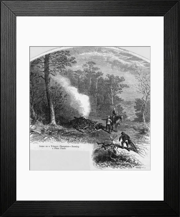 Framed Print : Tobacco Plantation Framed Print : Tobacco Plantation