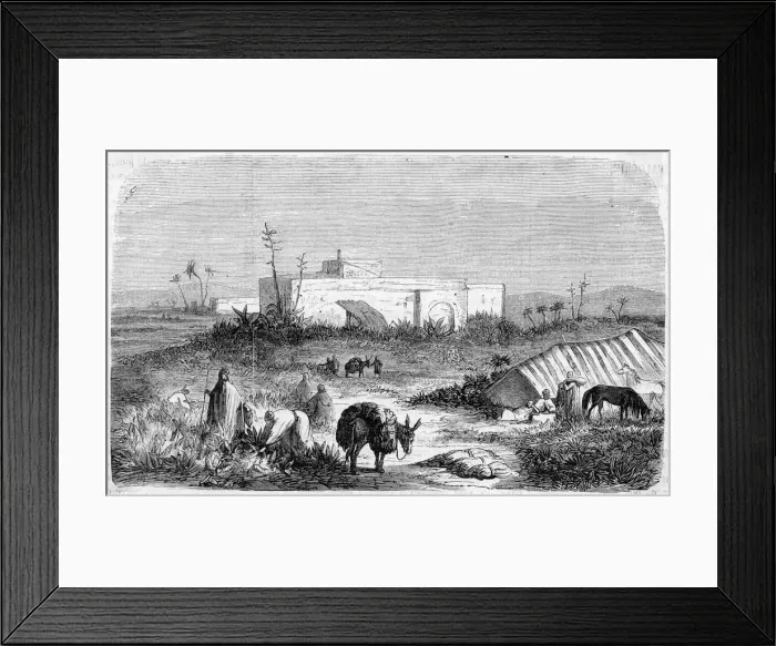 Framed Print : Tobacco harvest in Algeria Framed Print : Tobacco harvest in Algeria