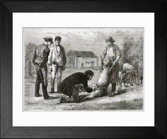 Framed Print : French vet and a sheep Framed Print : French vet and a sheep