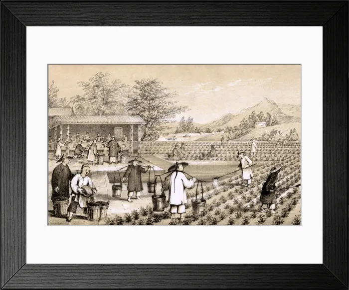 Framed Print : Chinese tea industry Framed Print : Chinese tea industry