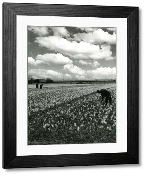 Framed Print : Daffodils in fields at Hale, Lancashire Framed Print : Daffodils in fields at Hale, Lancashire
