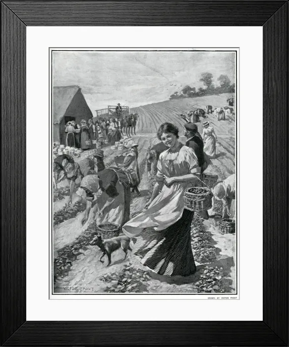 Framed Print : Strawberry picking season in Kent 1901 Framed Print : Strawberry picking season in Kent 1901