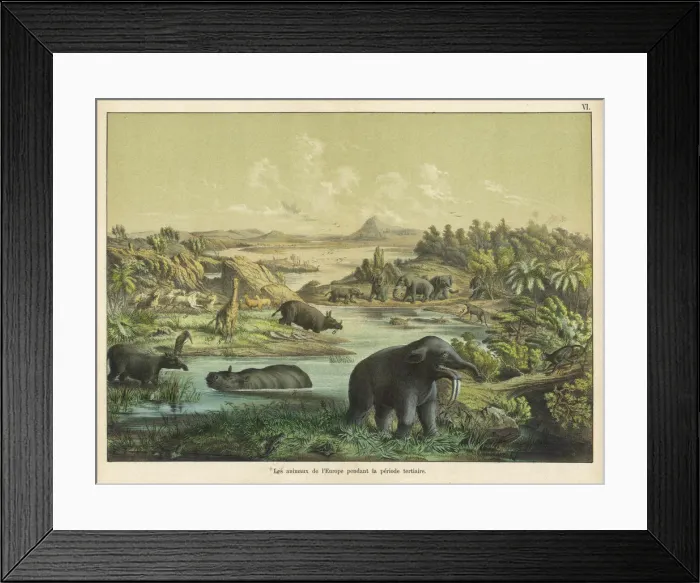 Framed Print : Animals and plants of the Tertiary era Framed Print : Animals and plants of the Tertiary era