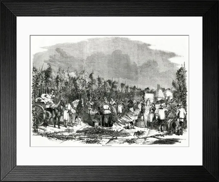 Framed Print : Landscape Scene of Hop Picking 1858 Framed Print : Landscape Scene of Hop Picking 1858