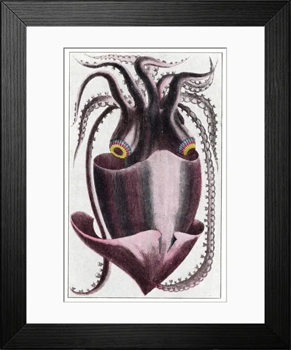 Framed Print : Brazilian squid Framed Print : Brazilian squid